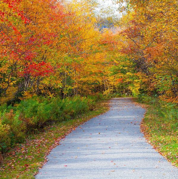 Gulin, Sylvia 아티스트의 USA-New Hampshire-Franconia-one lane roadway with fallen Autumn leaves and lined with Fall colored 작품입니다.